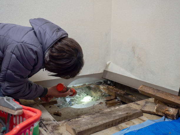 Best Mold Damage Restoration  in Captain Cook, HI
